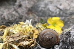 《幻塔食腐蜗牛获取指南》（探索幻塔世界）